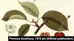 Клепарівська череха була відома у Львові ще у XV столітті, її експортували у різні країни світу