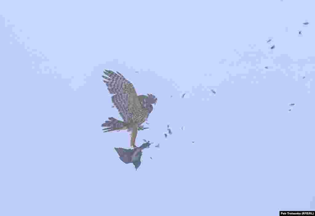 Задание пройдено: балобан поймал голубя.