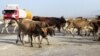 В Туркменистане гибнет крупный рогатый скот