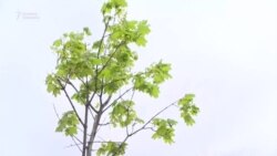 Как выглядят саженцы деревьев за 9 тыс. сомов