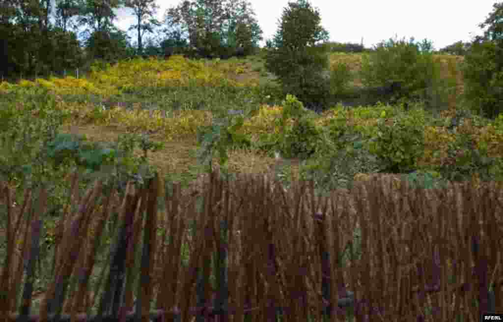 "Nu-i vina mea e vinul lor" #37