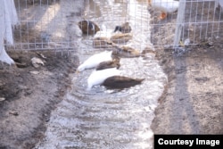 Ördekler Hojakurgança obasynda bir gün boldular. Telewizora düşürilenden soň olar ýitdi.