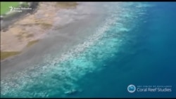 Veliki koraljni greben trpi "najgore zabilježeno izbjeljivanje"