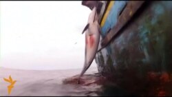 Полювання на дельфінів у Перу