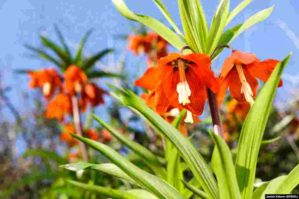 Айгүл гүлүнүн бир эки сөңгөгүндө 5-6, айрымдарында 7-8 кадимки коңгуроону элестеткен таажылуу, узун жалбырактуу кочкул кызыл, сары түстөгү гүлдөр орун алып, өзгөчө кооз.