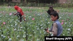 Câmp de maci pentru opiu, provincia Badahșan, Afganistan, iulie 2017