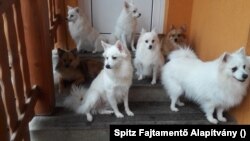 Hónapokig tart a rehabilitációjuk