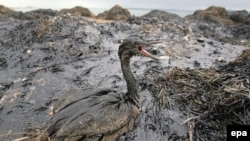 Наслідки витоку у море мазуту з затонулого у Кенрчинській протоці судна, 11 листопада 2007 р.