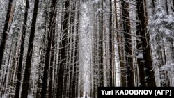 Hóval borított erdő Moszkva környékén 2020. november 21-én