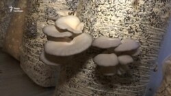 Переселенці вирощують гриби