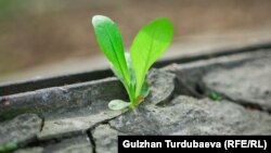 Иллюстрациялык сүрөт.