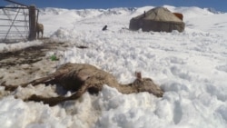 Высота снега в некоторых районах Нарынской области достигала 70 сантиметров, 20 июня 2010 года.