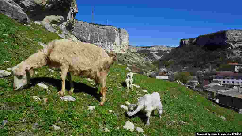 Пастбище над Старым городом в Бахчисарае