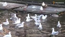 Для нідерландців Україна опинилася не в той час, не в тому місці – експерт