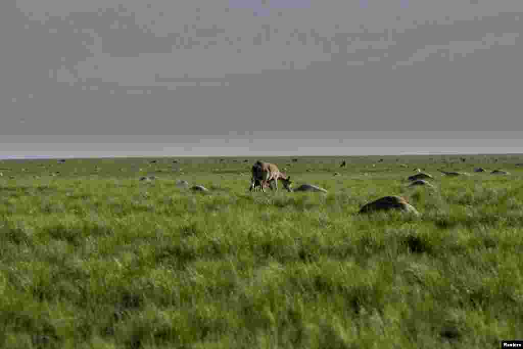 Бөкөн чаарчыгын ээрчитип жүрөт. Кустанай облусу, 2015-жыл