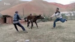 Алайкуулук "тиш догдур"