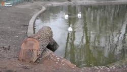 Срубленные деревья в зоопарке