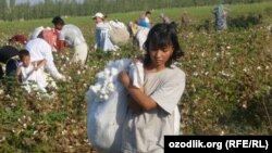 Өзбекстандагы пахта талаасы