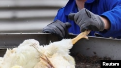 Një fermë rosash në Neuhardenberg, ku shpërtheu gripi i shpendëve, i cili është shumë ngjitës, në shtetin federal të Brandenburgut, Gjermani, më 26 tetor 2025.