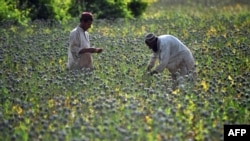 Farmers score opium poppies during a harvest in Helmand Province.