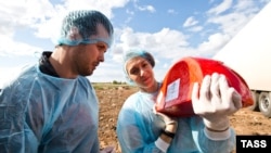 Голландиядан келген быштакты жок кылуу. Оренбург, Орусия. 6-август, 2015-жыл