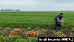 Чеські фермери готові йти майже на все, аби якнайшвидше українські робітники повернулися на поля