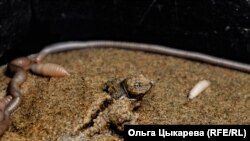 Save the Far Eastern Turtle