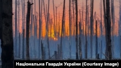 Серебрянський ліс навесні 2024 року