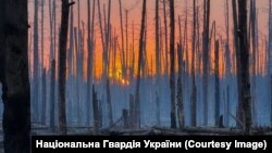 Серебрянський ліс у Луганській області навесні 2024 року