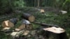 Levágott fák a lengyelországi Białowieża-erdőben 2010. augusztus 20-án (képünk illusztráció)