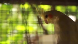 Тоту куштун тилин тапкан Ибрагим