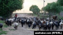 Туркменистан (архивное фото) 