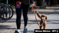 A kutyasétáltatókra nem vonatkozik az éjszakai kijárási tilalom. 