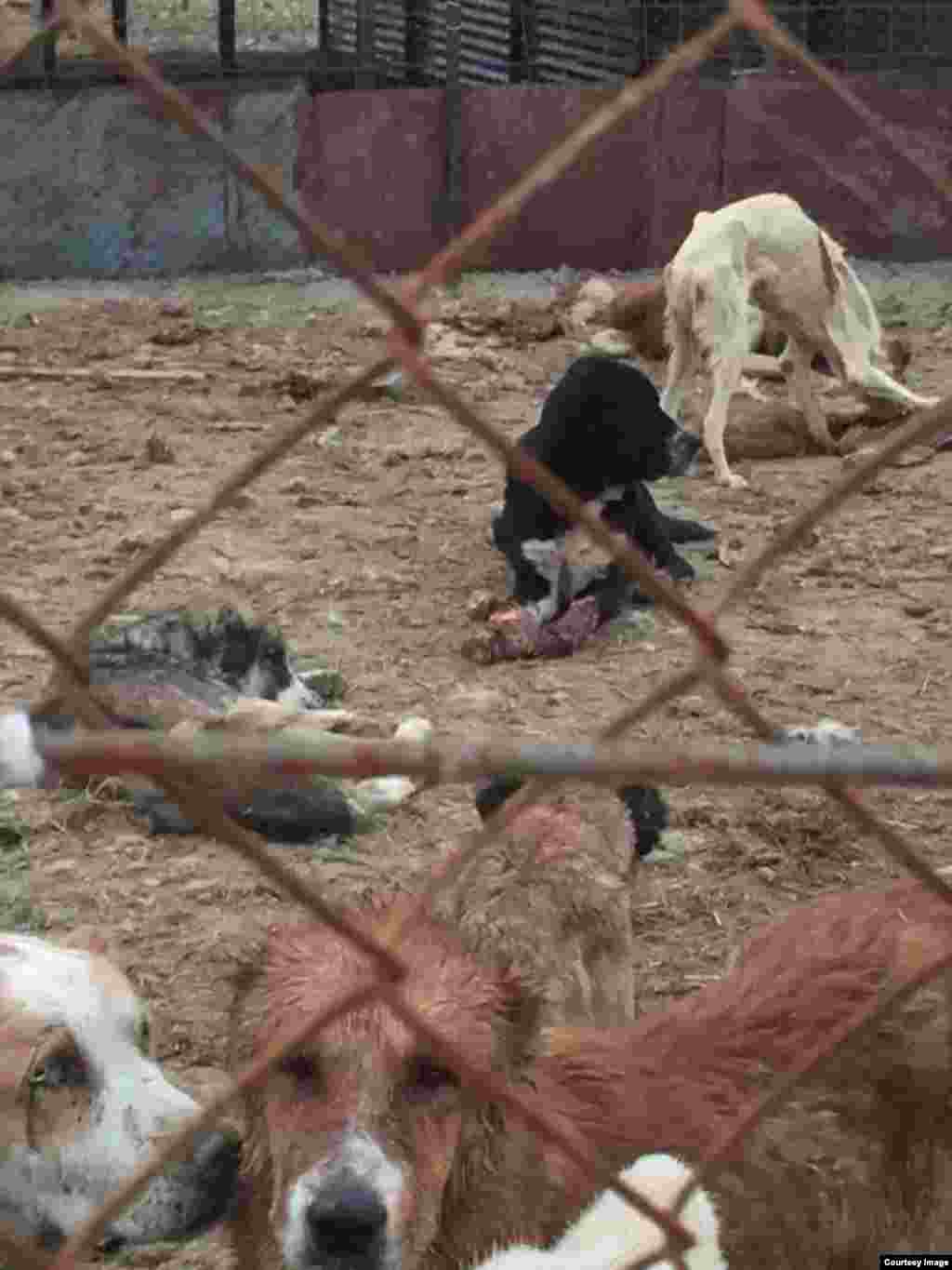 Место сбора отловленных бездомных животных в Гяверс