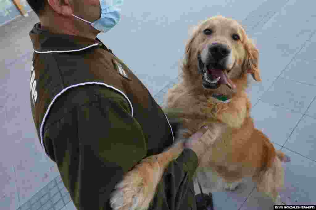 Egy kutyatréner a chilei rendőrségtől bemutatót tart egy sajtómegjelenésen.