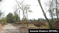 Ботаникалык бак. 2025-жылдын 29-июлу.