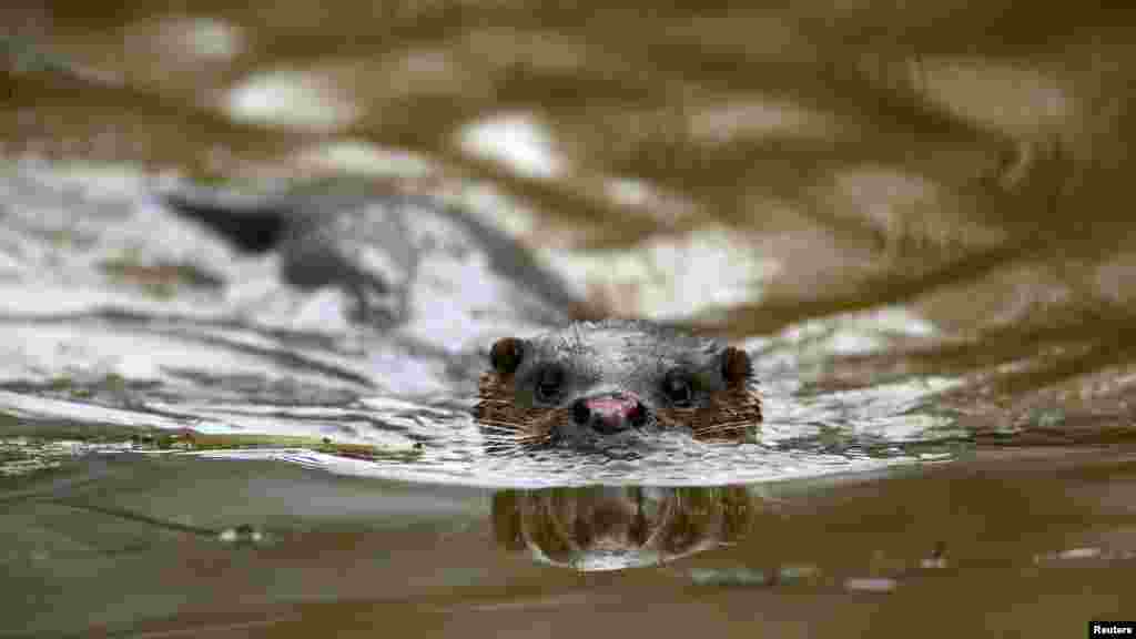 Погонное кыштагындагы кундуз. Беларус