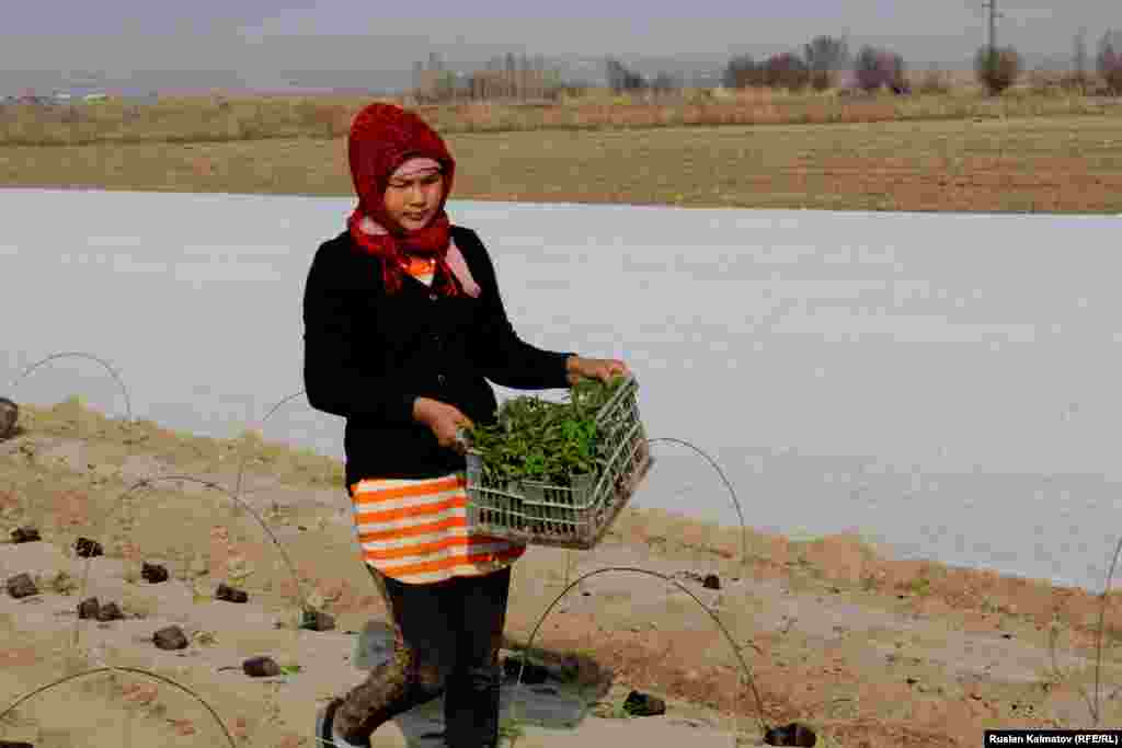 На полях Джалал-Абада в разгаре весенние полевые работы.