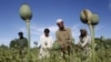 UN Alarmed By Afghan Poppy Growth