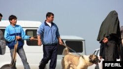 На собачьих боях в Лебапе действует тотализатор, зрители делают ставки. (архивное фото)