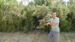 Панҷ туалет барои 200 ҳазор сокини Кӯлоб