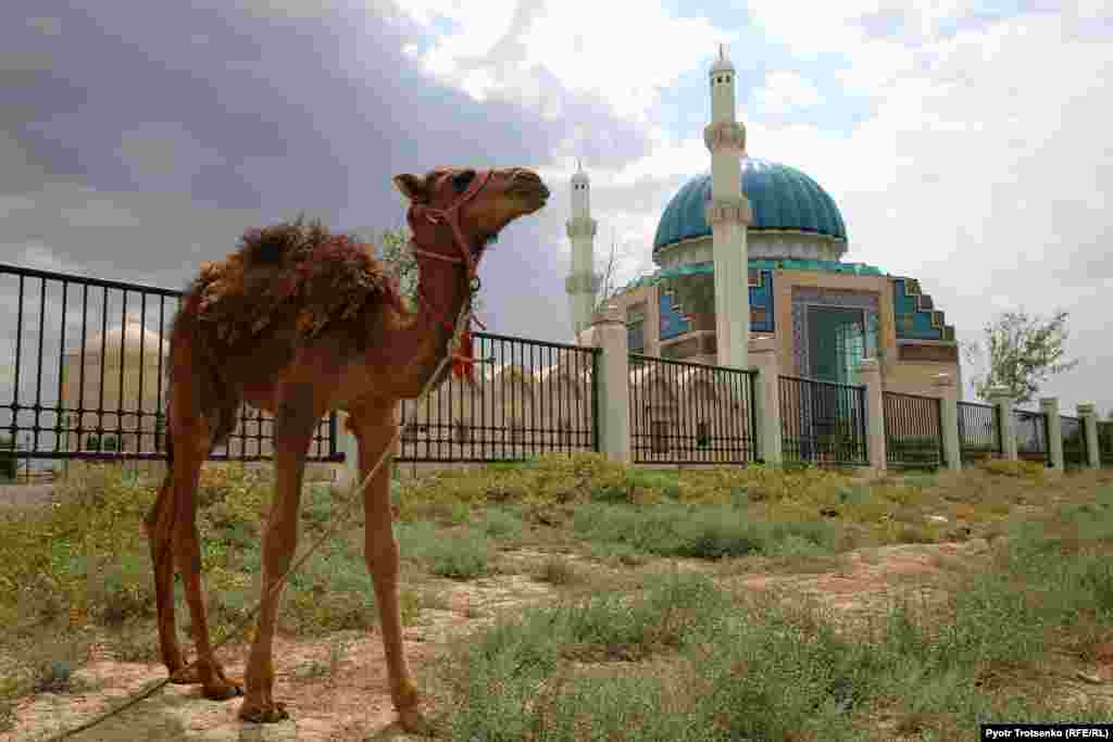 Верблюжонок на фоне мечети имени Ходжи Ахмеда Яссауи &ndash; одной из новейших в Туркестане. Соглашение о ее возведении было подписано Казахстаном и Турцией в рамках 1500-летнего юбилея города. Она была построена на средства турецкой стороны.&nbsp;