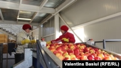 Linia de sortare de la Puhoi.