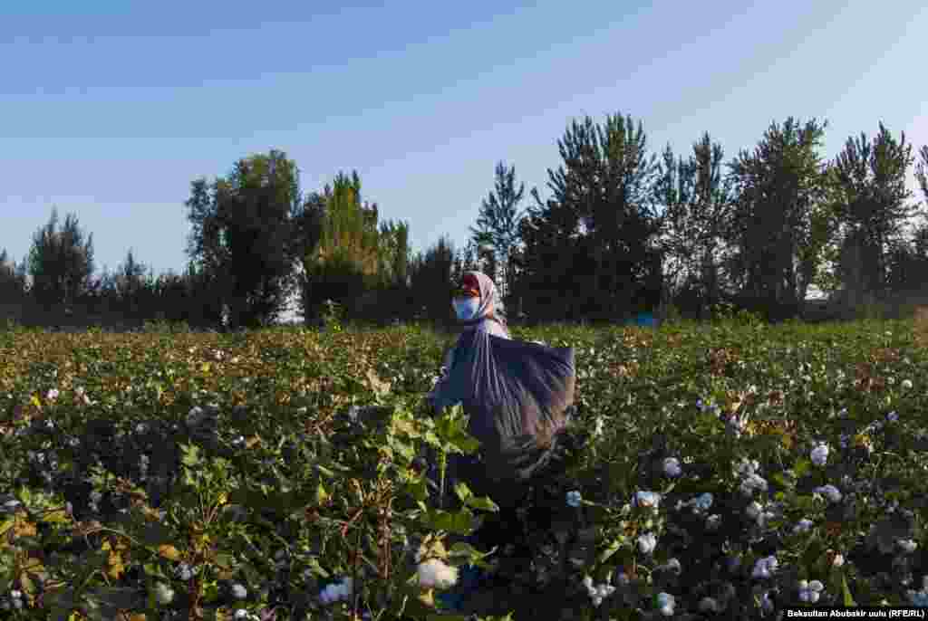В Ноокене считается, что хлопок обязана собирать женщина. Не выдерживающие работу на поле девушки подвергаются критике.&nbsp; &nbsp;