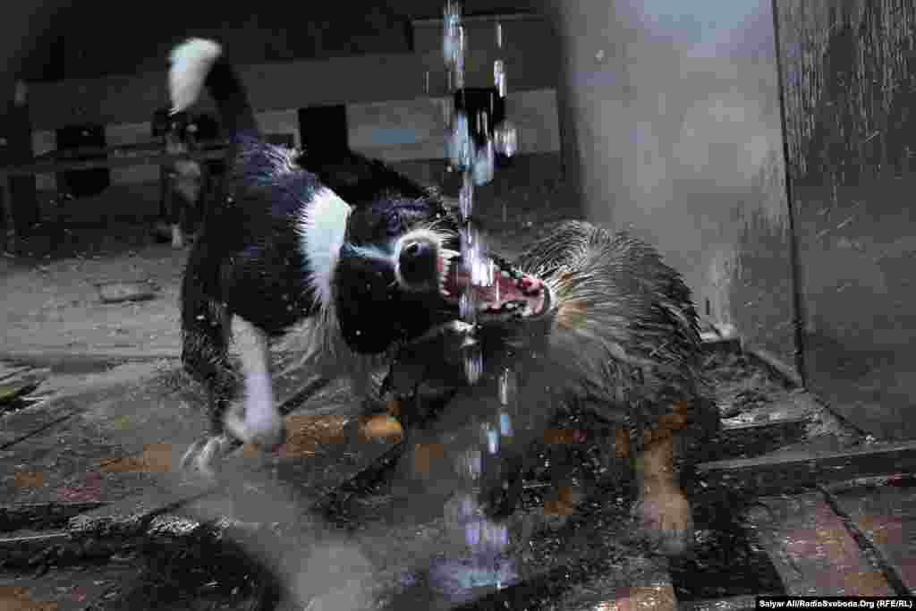 Ці двоє собак просто обожнюють холодний душ