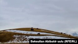 Иллюстрациялык сүрөт