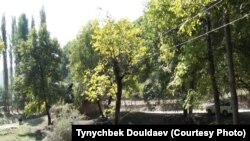 Токойдогу бактарга тагылган электр зымдары. Базар-Коргон.