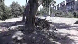 В Ташкенте продолжается незаконная вырубка деревьев