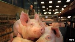 За 20 фунтов брокер из лондонского Сити может легко почувствовать себя фермером. 