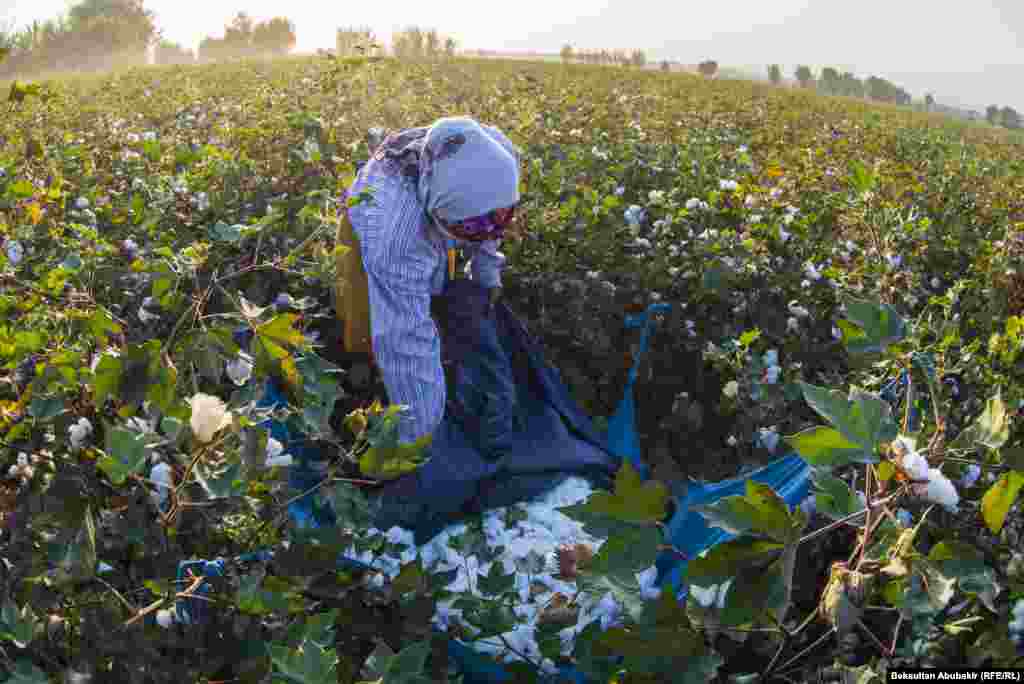 Хлопок собирают руками. Пять-шесть женщин могут собрать хлопок с гектара за два дня.&nbsp;&nbsp;